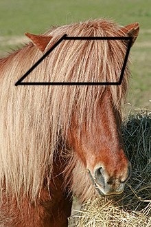 Comment s’appelle la chevelure d’un cheval (voir image) ?