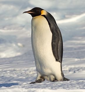 Est-ce un manchot ou un pingouin ?