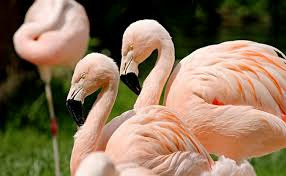 De quelle couleur les Flamands Roses naissent-ils ?