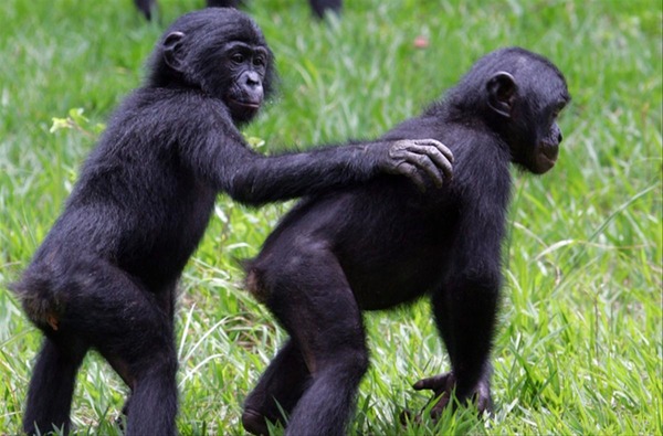 Quelle est la longévité moyenne du bonobo ?