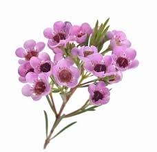 Donnez le nom usuel, le nom botanique et la famille de cette fleur ?