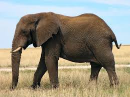 Combien de muscles possède l'éléphant dans sa trompe ?