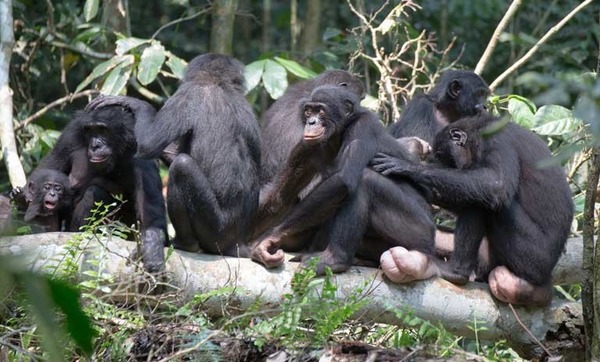 Chez les bonobos, ceux qui décident sont :