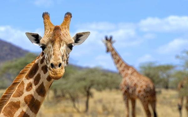 Contrairement à une idée répandue prétendant le contraire, que peuvent faire les girafes ?