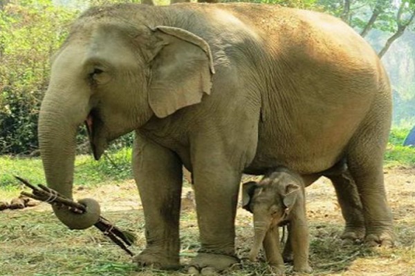 Les éléphants d'Afrique sont-ils en danger ?