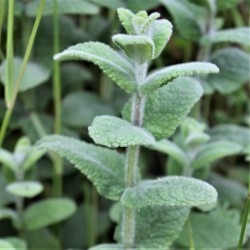Comestible (menthe sauvage )  ?