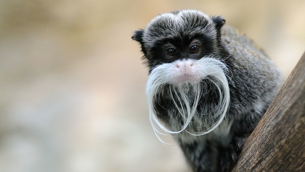 Ce drôle de singe appelé tamarin mais aussi...?