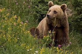Combien y a-t-il d’espèce d'ours encore existante ?