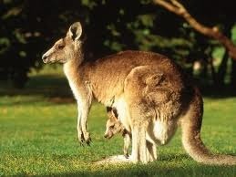 Comment s'appelle le kangourou ?