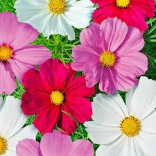 Donnez le nom usuel de cette fleur :