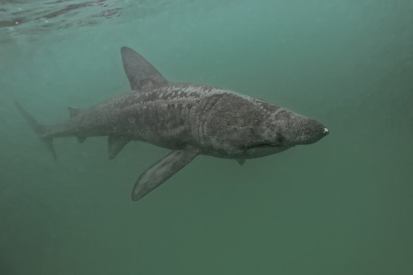Lequel de ces requins mange essentiellement du plancton ?