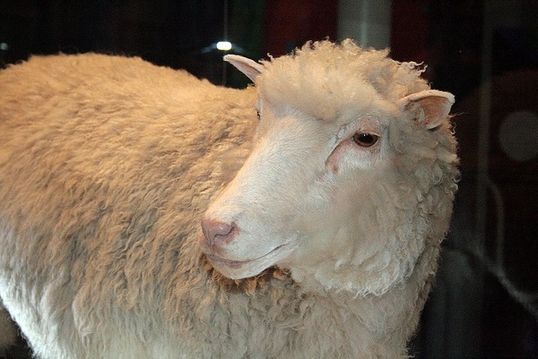 Dolly ?