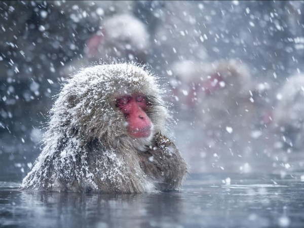 Que fait le macaque japonais lorsque surviennent le froid de l'hiver et la neige ?