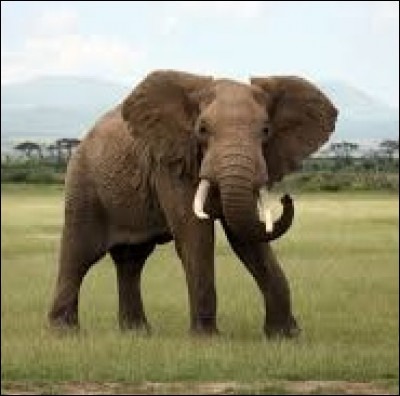 L'éléphant ne sait pas sauter !