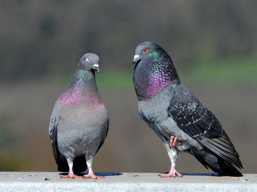 De quel pigeon le pigeon voyageur descend-il ?