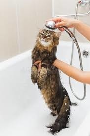 Quelle est la partie du corps que le chat, quand il se lave seul, se lave en premier ?