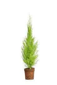 Donnez le nom usuel et le nom botanique de cette plante ?