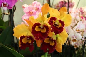 Combien existe-t’il d’espèces d’orchidées ?