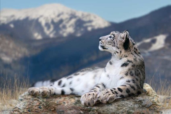 Le léopard des neiges préfère les plaines aux montagnes.
