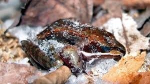Des chercheurs viennent de comprendre comment la grenouille des bois de l’Alaska réussit à survivre aux rudes hivers. Que fait-elle ?