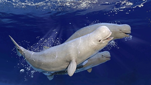 Le béluga est-il plus gros qu'un dauphin ?