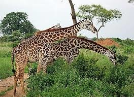 A quoi reconnaît-on une girafe masaï ?