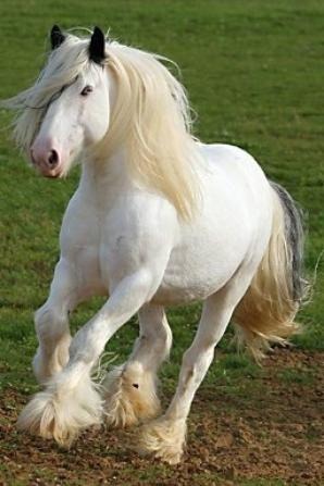 Ce cheval est un frison blanc. De quelle couleur sont ils en général ?