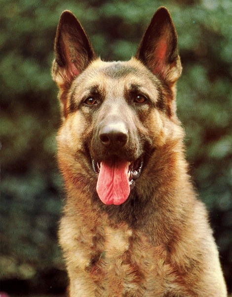 Quel était le nom de cette célèbre mascotte de 30 millions d'amis ?
