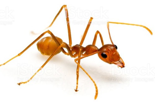 Quelle est cette fourmie ?