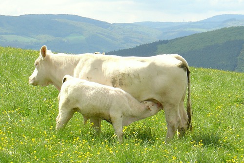 Vrai ou faux ? Les vaches peuvent produire du lait sans avoir enfanté.