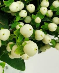 Donnez le nom usuel, le nom botanique et la famille de cette fleur ?