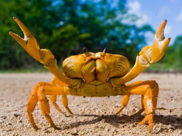Comment dit-on crabe en anglais ?