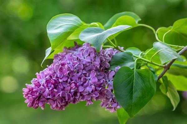 Donnez le nom usuel et le nom botanique de cette fleur :