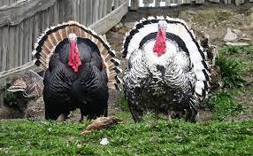 Who pardons two turkeys for Thanksgiving ?