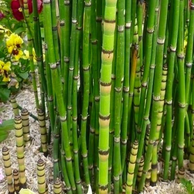 Donnez le nom usuel, le nom botanique et la famille de cette plante :