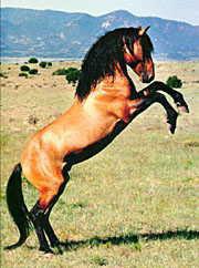Quel animal ressemble au cheval ?