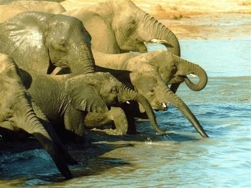 Les éléphants mâles quittent le troupeau à environ...