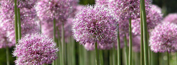 Donnez le nom usuel et le nom botanique de cette fleur :