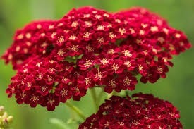 Donner le nom botanique de cette fleur :