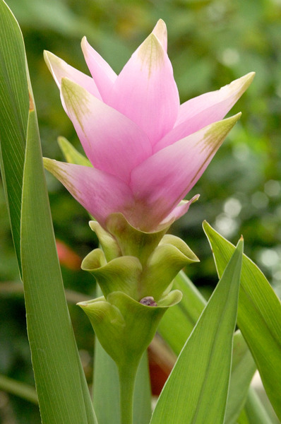 Donnez le nom usuel de cette fleur :