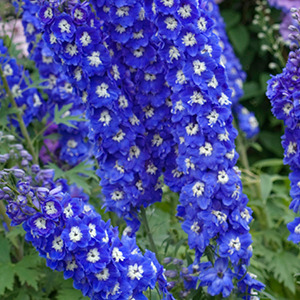 Donnez le nom usuel de cette fleur :