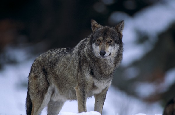 Le loup est une espèce de canididés comprenant plusieurs...