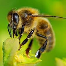 À quel moment les abeilles aiment butiner ?