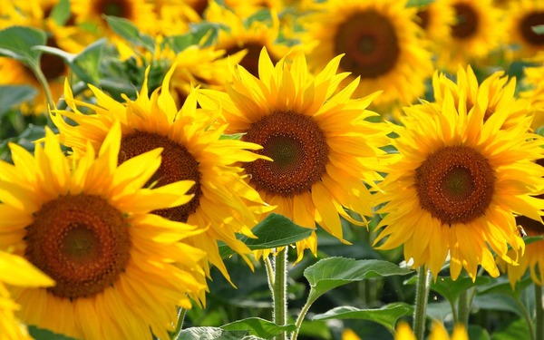 Donner le nom usuel et botanique de cette fleur :
