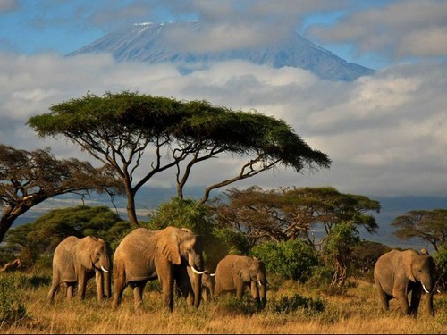 Combien y a-t-il d'éléphants au Kenya ?