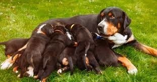 Quelle est la durée de gestation chez les chiens ?