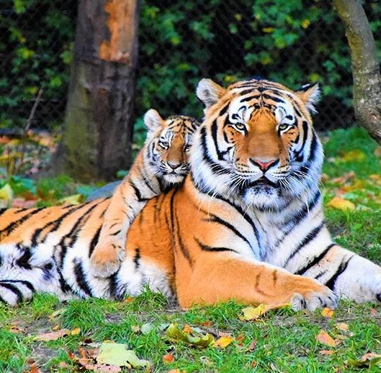 Combien de kilos de viande mange un tigre par jour ?