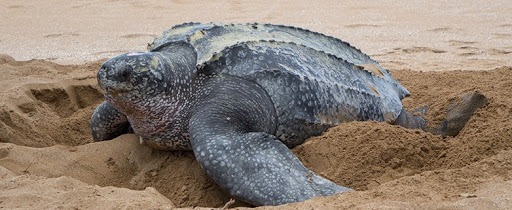 Quelle est la plus grosse espèce de tortue ?