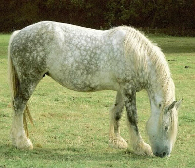 De quelle race est ce cheval ?