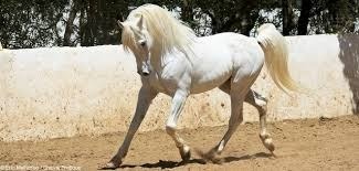 De quel pays est ce cheval ?